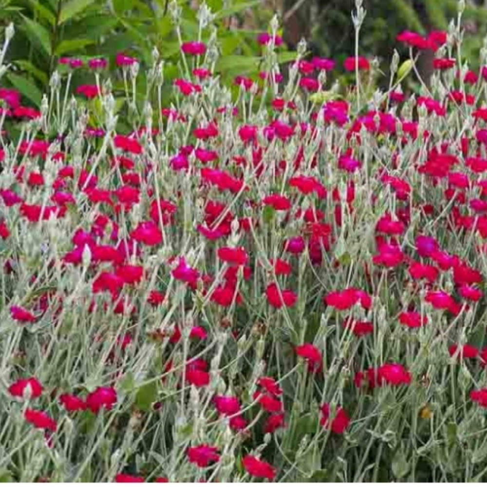 Rose Campion 5 plants for $20 - Picture 2 of 5